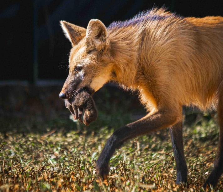Reprodução - Agência Brasília