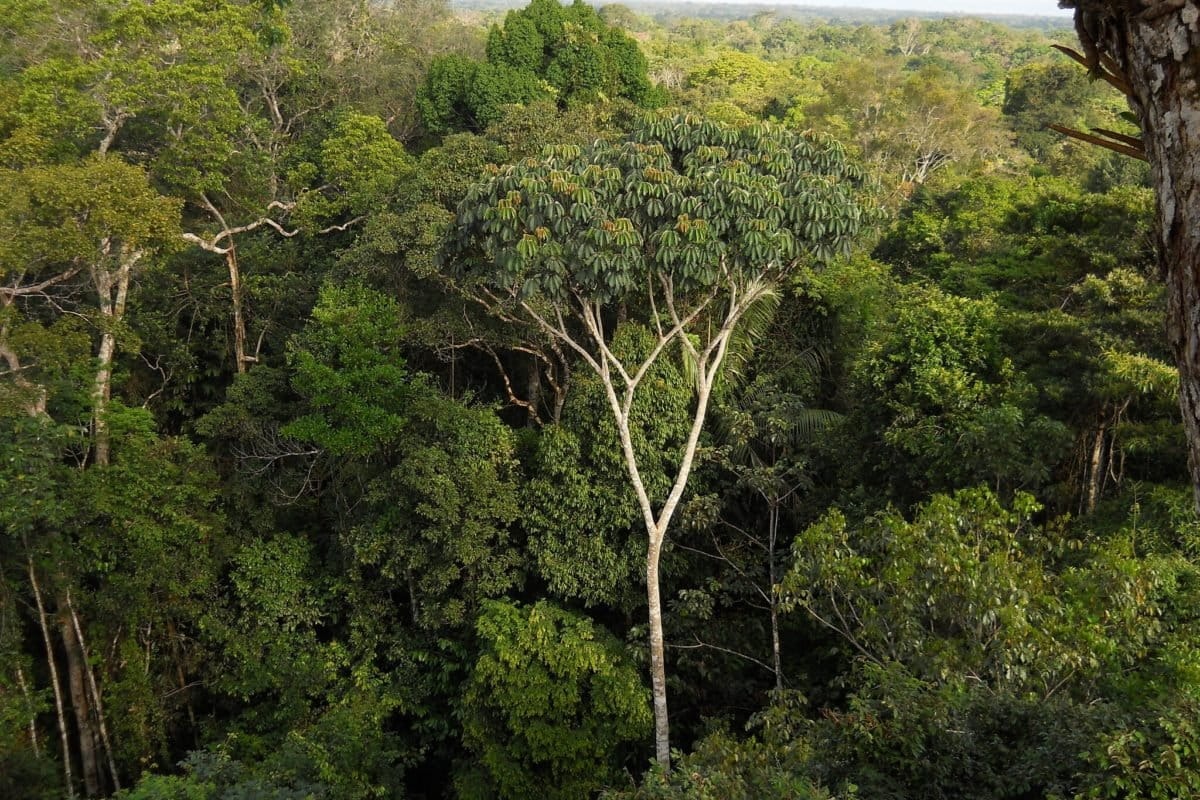 Árvores da Amazônia: a vida em 10 gigantes que sustentam a floresta
