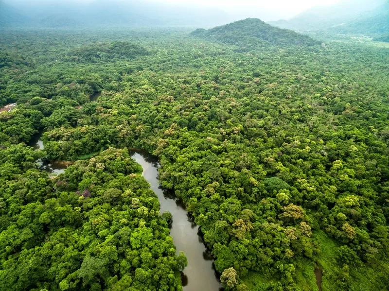amazonia Por que a floresta Amazônica pode se transformar em savana mais cedo do que imaginamos?