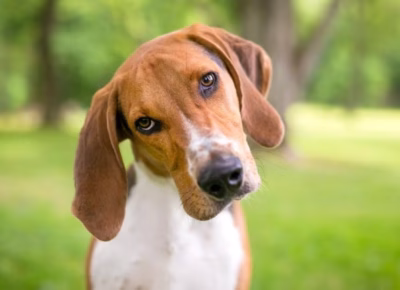 an-american-foxhound-dog-with-a-head-tilt-picture-id1307988330-400x290 O que é o gesto conhecido como head tilt
