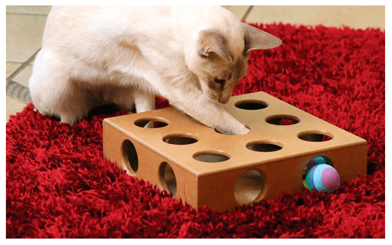 atividades-para-gatos-caixa O hábito simples que pode aumentar em anos a expectativa de vida do seu gato