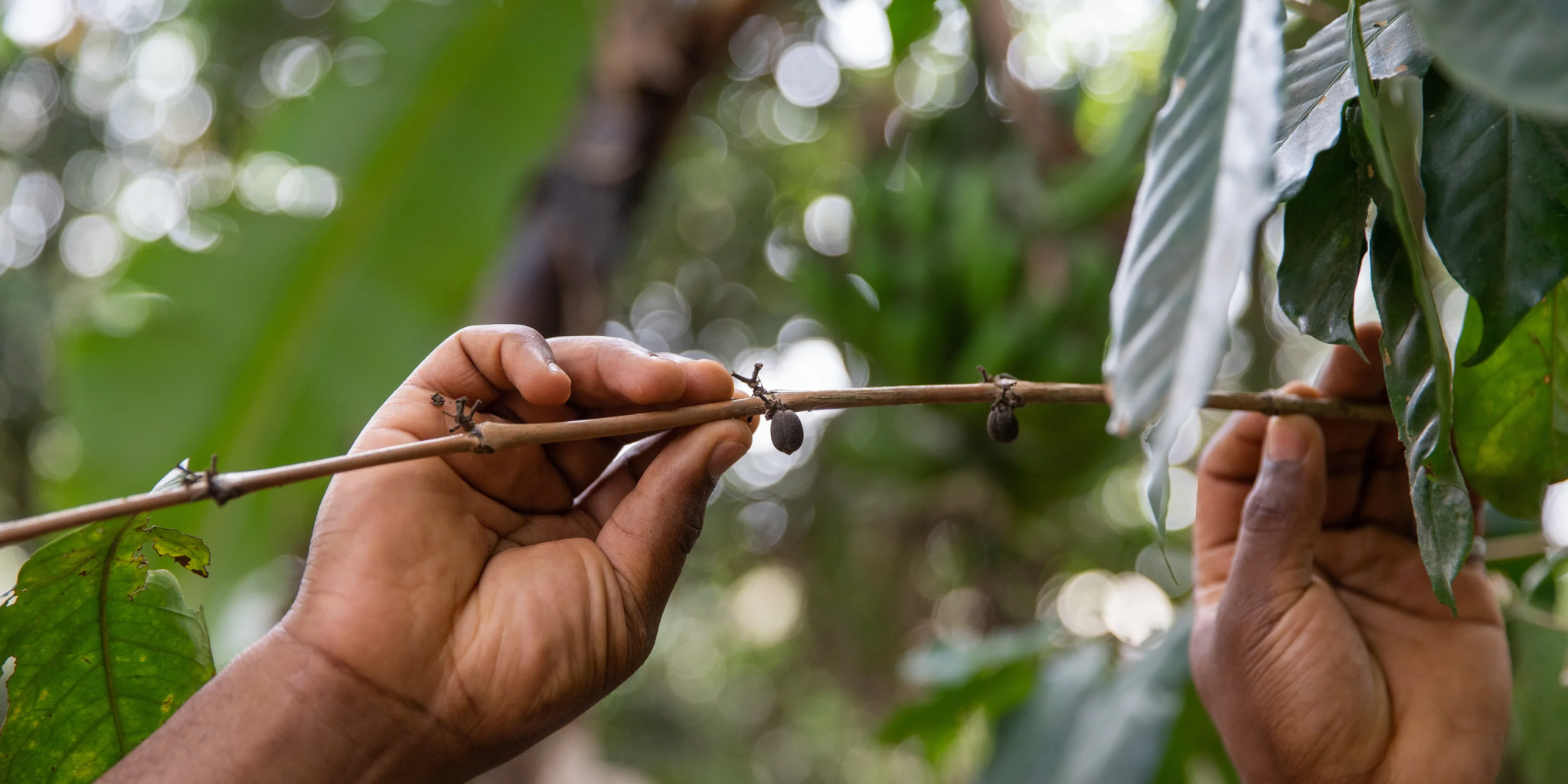 O poder de cura da Amazônia: dez plantas medicinais que protegem a floresta
