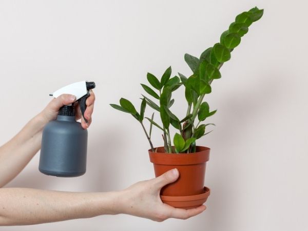 como_cuidar_de_zamioculca_2201_original O segredo para ter uma zamioculca sempre verde e brilhante