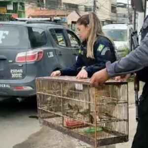 Operação no RJ desmonta rede de tráfico de animais silvestres Reprodução - Gov.br