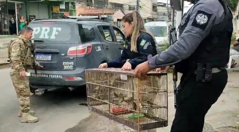 Operação no RJ desmonta rede de tráfico de animais silvestres Reprodução - Gov.br