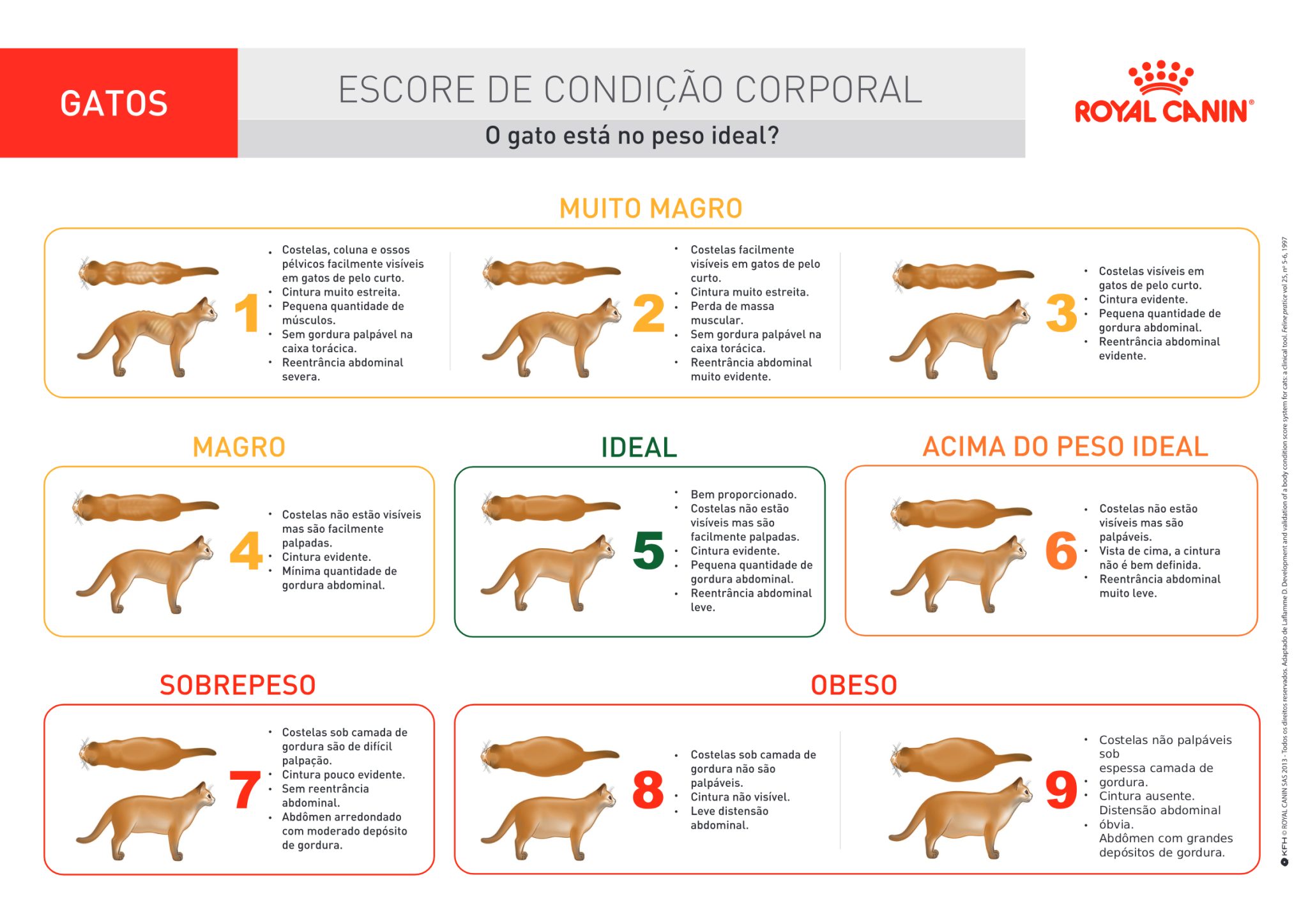 ecc-gato-2025-scaled 5 sinais de que seu gato está acima do peso e como ajudá-lo