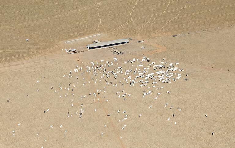 Gado ilegal na Amazônia: carne exportada pode carregar devastação Tuane Fernandes / Greenpeace