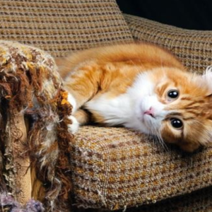 Por que os gatos arranham móveis e como evitar sem punição Gato arranhando sofá