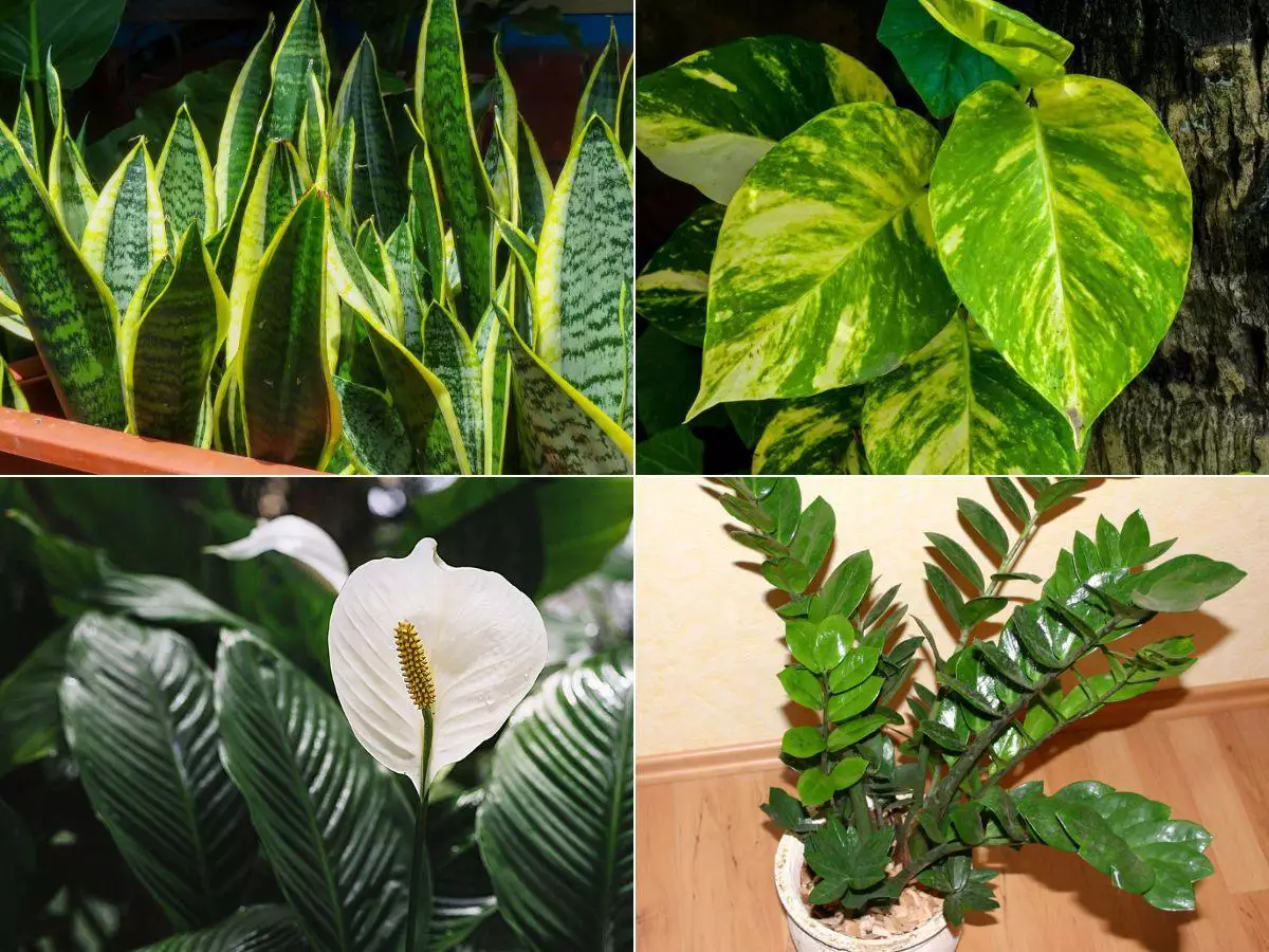 5 plantas que realmente reduzem a poluição do ar dentro de casa, segundo a ciência 6 plantas que purificam o ar
