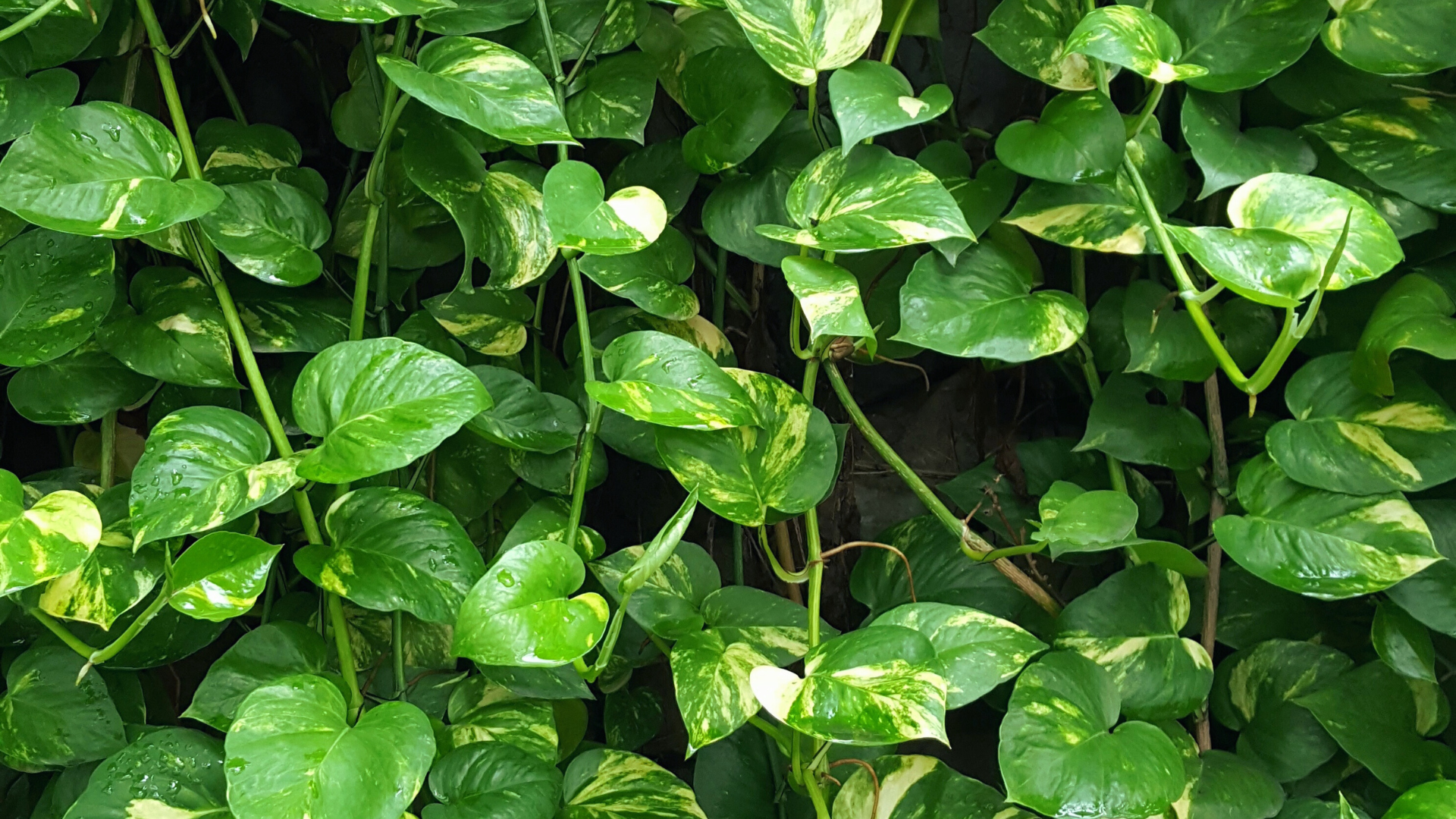 jiboia_planta_Epipremnum_aureum- 5 plantas que realmente reduzem a poluição do ar dentro de casa, segundo a ciência