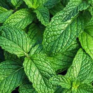 Como cultivar hortelã em casa sem deixá-la invadir o jardim Vaso com hortelã verde vibrante