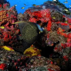 Recifes de corais do Caribe podem parar de crescer até 2040, alerta estudo Edson Acioli/ICMBio