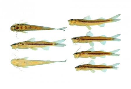 A faixa preta presente em toda a lateral do I. arceae chamou a atenção dos pesquisadores (imagem: Silva et al. 2025)