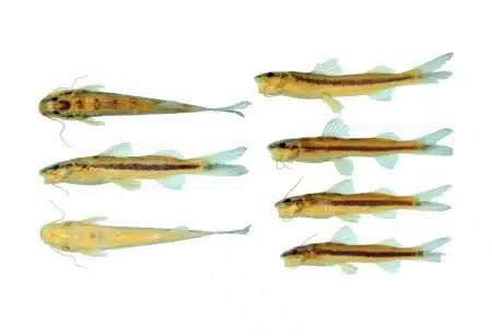 A faixa preta presente em toda a lateral do I. arceae chamou a atenção dos pesquisadores (imagem: Silva et al. 2025)