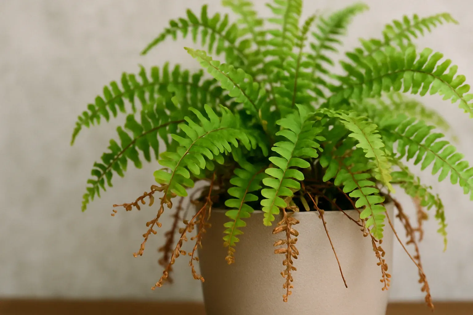 Descubra como recuperar uma samambaia quase morta com três passos simples que devolvem vida, cor e vitalidade às suas folhas