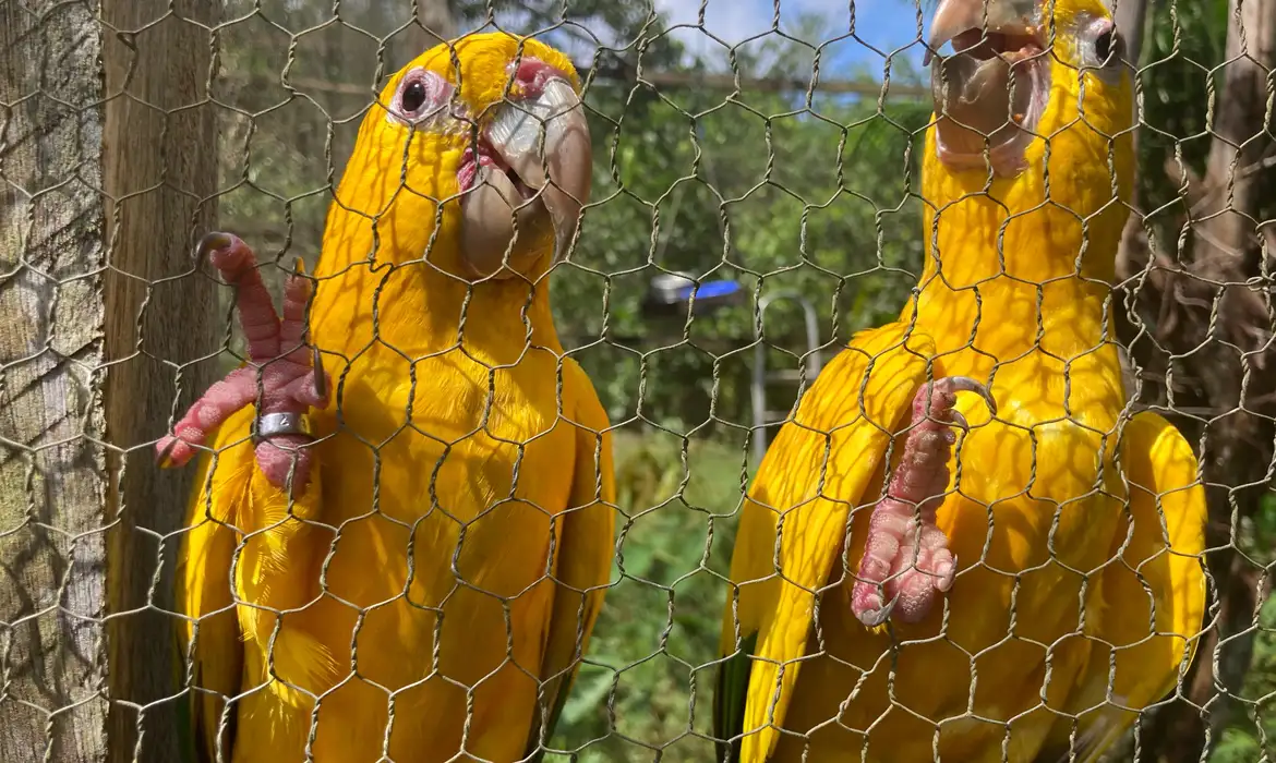 Prisão na Bahia expõe rede milionária de tráfico de animais Fabíola Sinimbú/Agência Brasi