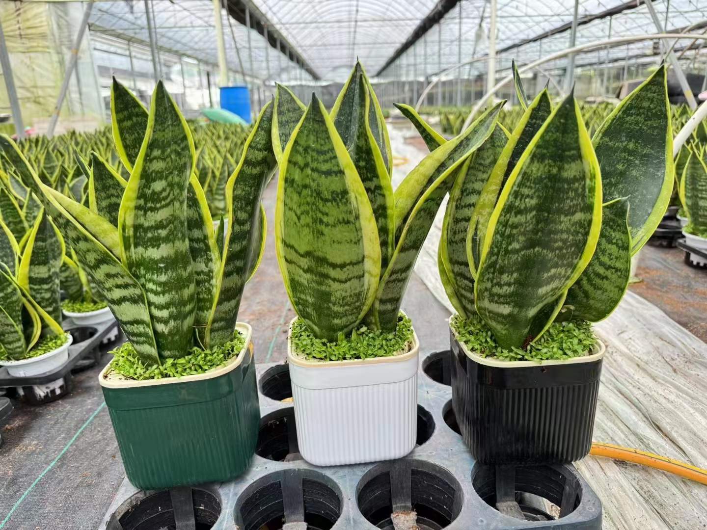 微信图片_20240905132015 5 plantas que realmente reduzem a poluição do ar dentro de casa, segundo a ciência