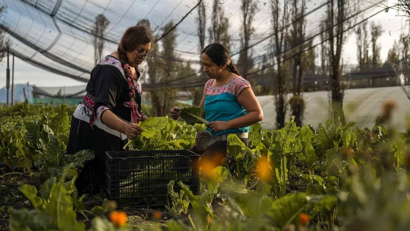 A segurança alimentar precisa estar no centro das decisões da COP30 Jasmín Ordóñez, à esquerda, e Cassandra Garduño colhem acelga cultivada na chinampa de Garduño, uma fazenda construída pelos astecas há milhares de anos, em San Gregorio Atlapulco, um bairro da Cidade do México, em 20 de setembro de 2025. | AP Photo/Felix Marquez