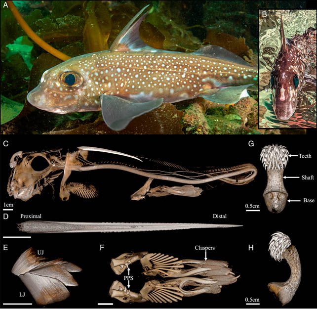 Anatomia_b_sica_de_H._colliei-e1761066214816 Peixe de águas profundas tem dentes na testa e os usa para sexo