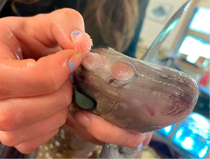 O_ap_ndice_dentado_em_forma_de_clava_do_peixe-rato_macho___visto_nesta_foto Peixe de águas profundas tem dentes na testa e os usa para sexo