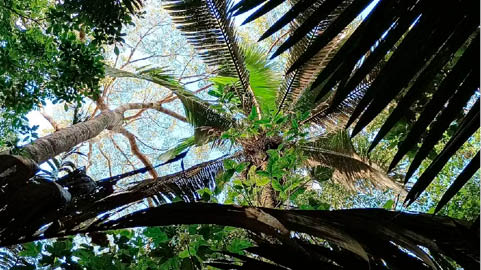 Palmeira_patau__Oenocarpus_bataua_em_um_baixio_na_Amaz_nia_Central_esp_cie___a_pr_xima_em_que_pesquisadores_v_o_instalar_sensores_para_estimar_armazenament “Florestas, Biodiversidade e Sociedades Humanas”