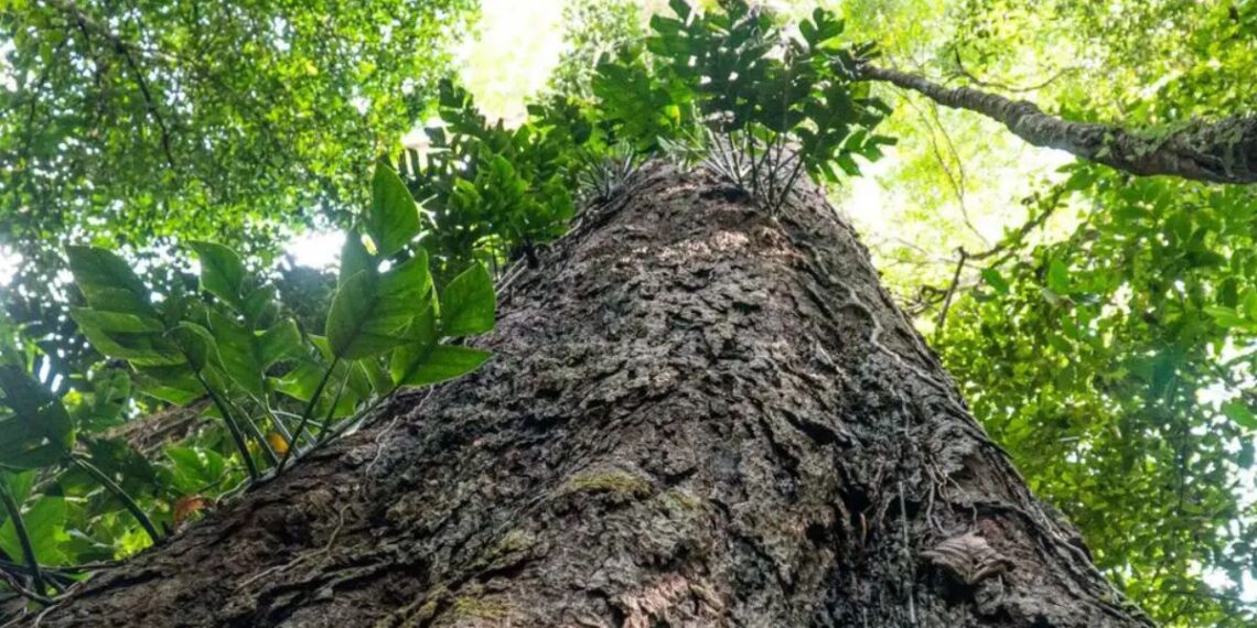 Árvores da Amazônia estão “engordando”: riscos e adaptações climáticas Divulgação - Agência Pará