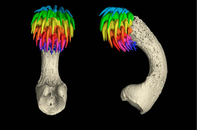 Tomografia computadorizada do clasper frontal (Tenaculum) do peixe-rato-pintado macho adulto, coberto por fileiras de dentes (cores do arco-íris)