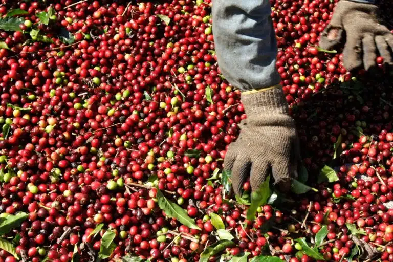 Rumo à excelência: café robusta indígena alcança nota máxima e vira kit premium Paulo Whitaker/Reuters