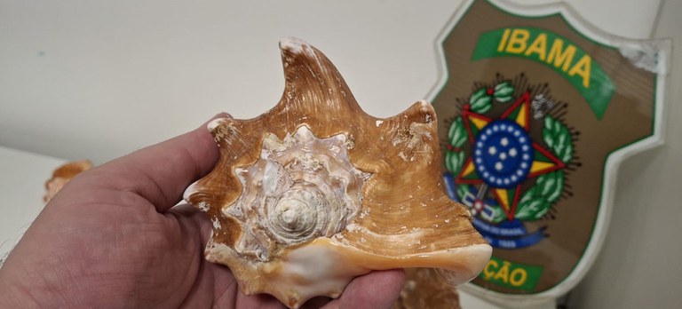 Foto: Divulgação/Ibama/CE