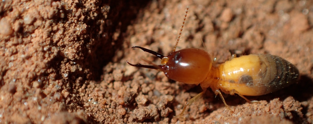 Foto: Tiago Carrijo/CCNH-UFABC