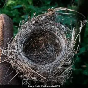 Pássaros na Ucrânia fazem ninhos com fios de drones