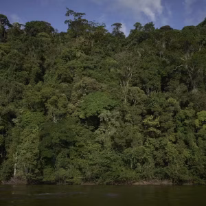 Amazônia mira bilhões em créditos de carbono e aposta em modelos jurisdicionais Foto: Divulgação / Pablo Albarenga - Proteja as Árvores Gigantes