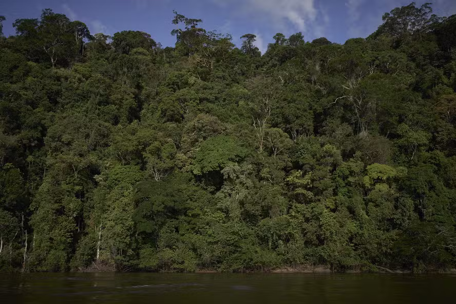 Amazônia mira bilhões em créditos de carbono e aposta em modelos jurisdicionais Foto: Divulgação / Pablo Albarenga - Proteja as Árvores Gigantes