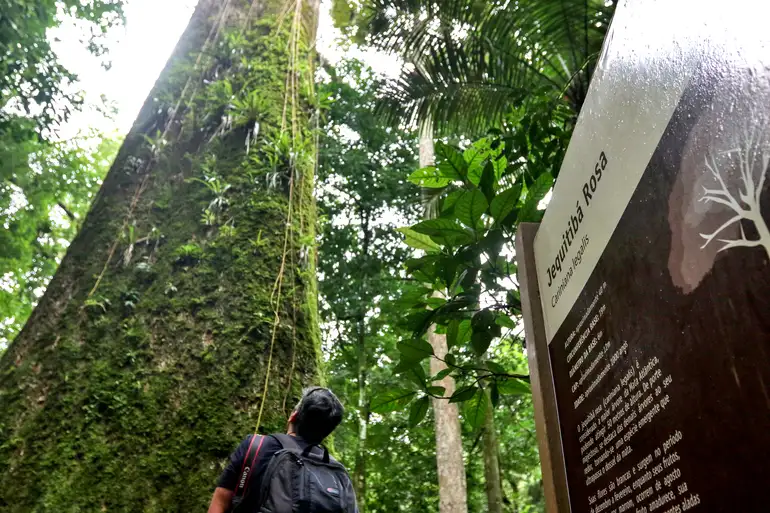 Jequitibá-rosa centenário é encontrado no Rio de Janeiro Tania Rego/Agência Brasil