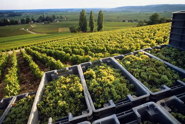 01-wine-gettyimages-bb2562-004 Como as mudanças climáticas estão desmontando a arte do vinho