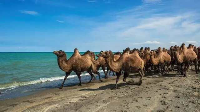 121758455_camelosmongoliagetty.jpg O segredo do cérebro pode estar nos camelos: como os “nanocorpos” podem revolucionar o tratamento de Alzheimer e esquizofrenia