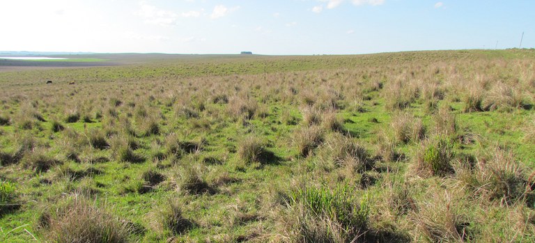 Brasil debate futuro dos ecossistemas campestres em seminário nacional Foto: Marcelo Madeira/Ibama