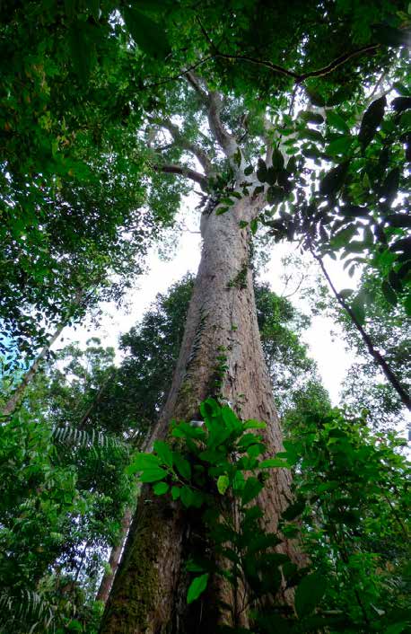 imagem_1_2 O Brasil acredita que pode mudar o jogo climático com o Fundo Florestas Tropicais para Sempre (TFFF)