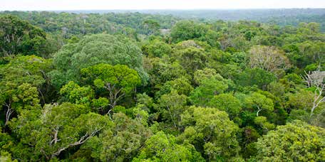Resgate financeiro da floresta: US$ 120 milhões para proteger a Amazônia com seus guardiões Mostrar que o TFFF não é apenas mais um mecanismo de financiamento climático — ele busca redesenhar a forma como o mundo remunera a preservação ecológica e coloca a floresta tropical no centro da economia global do clima