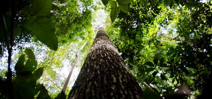 imagem_2_2 O Brasil acredita que pode mudar o jogo climático com o Fundo Florestas Tropicais para Sempre (TFFF)