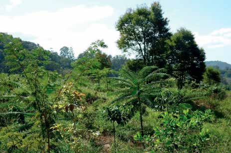 imagem_2_3 O Brasil acredita que pode mudar o jogo climático com o Fundo Florestas Tropicais para Sempre (TFFF)