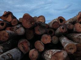 Sede da empresa Mil Madeira em Itacoatiara, Amazonas, Brasil. Novembro de 2021. - IMAFLORA