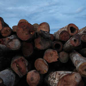 Exploração madeireira ilegal cai em Rondônia, mas pressiona áreas protegidas Sede da empresa Mil Madeira em Itacoatiara, Amazonas, Brasil. Novembro de 2021. - IMAFLORA