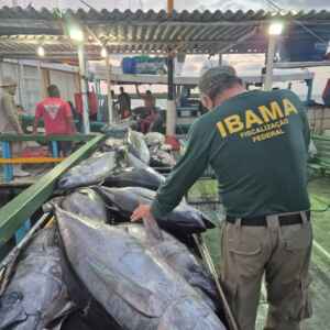 Pesca ilegal de atuns ameaça 52 espécies marinhas no Nordeste Foto: divulgação/Ibama