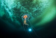 Imagem: Erwan AMICE/Wikimedia Commons