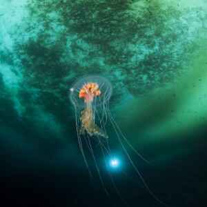 FAPESP e Uruguai unem forças para impulsionar ciência oceânica Imagem: Erwan AMICE/Wikimedia Commons