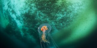 FAPESP e Uruguai unem forças para impulsionar ciência oceânica Imagem: Erwan AMICE/Wikimedia Commons