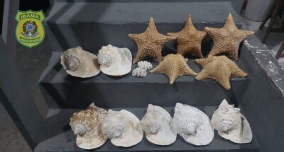 2025-12-22_apreensao_rn_ibama-400x215 Pesca ilegal de atuns ameaça 52 espécies marinhas no Nordeste