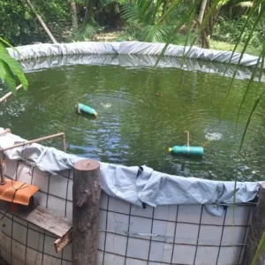 Crédito rural impulsiona pesca e piscicultura em Limoeiro do Ajuru Agência Pará