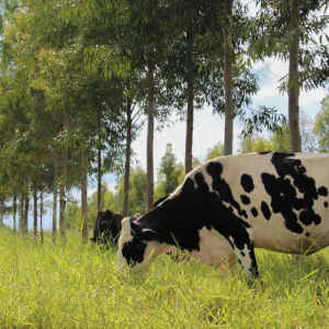 Protocolos da Embrapa redesenham a pecuária leiteira de baixo carbono Foto: Gisele Rosso